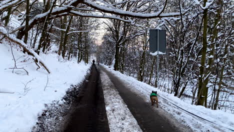 small dog walking attached to a dog leash on a muddy road looking to the snow which has fallen into the forest in gdynia