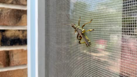 large grasshopper moving on a screen door in the summer morning