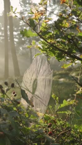 misty forest with spider web