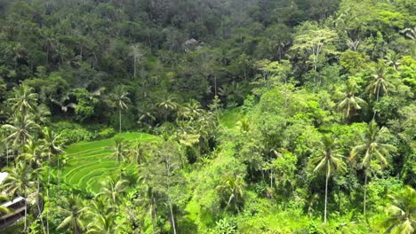 aerial shot of tegallalang rice terraces and lush jungle in gianyar, bali, indonesia