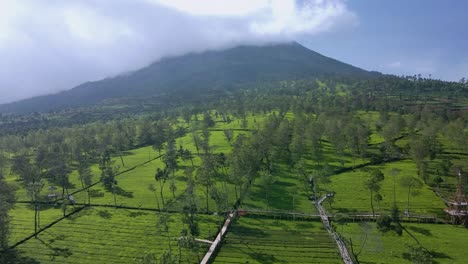 Sobrevolar-La-Plantación-De-Té-Tambi-En-La-Ladera-Del-Monte