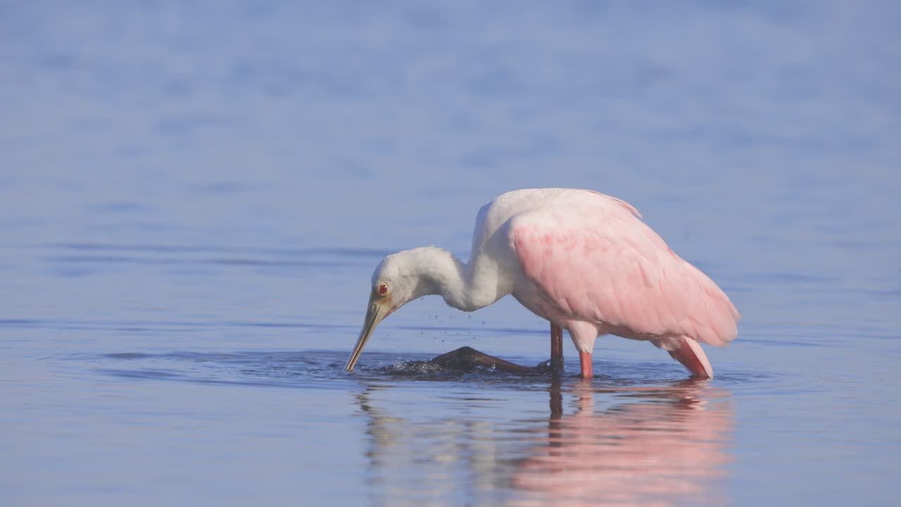 핑크색 새가 물 속에 서서 발로 목을 고 플로리다 습지에서 느린 동작을 하고 있다.