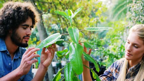 Gardeners-looking-at-plant