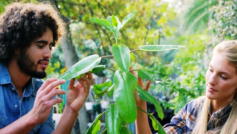 jardineros mirando las plantas