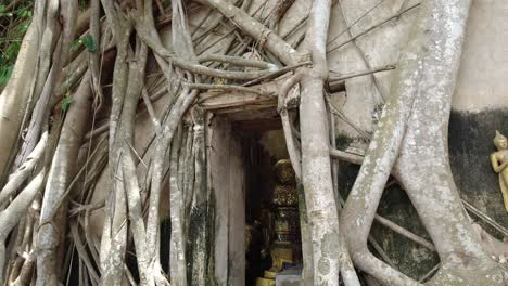 pedestal shot: roots growing over and around the ancient temple of wat bang kung in thailand