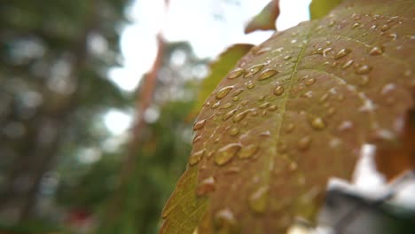 una hoja de otoño que sopla lentamente en el viento con gotas de agua encima