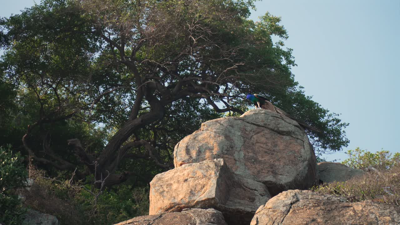 Peacock perched on a rock in Yala National Park, surrounded by trees and nature