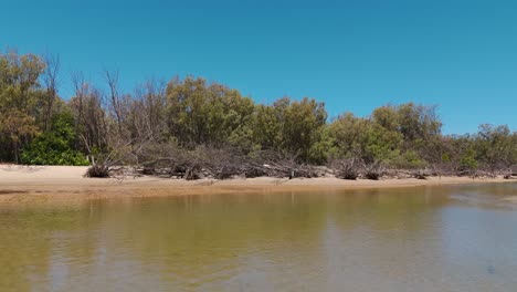 coastal mangroves with tidal waters and biodiversity