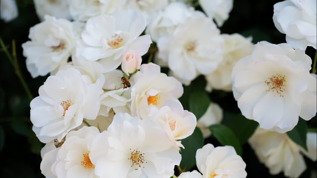 Close up of multiple white Camellia flowers in a garden