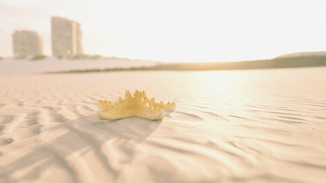 먼 건물들이 황혼빛으로 빛나는 모래 해변에서 빛으로 비치는 바다별