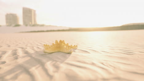 sunlit starfish on sandy beach with distant buildings in twilight glow