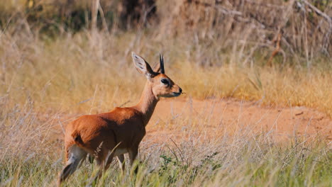 young antelope in african grasslands