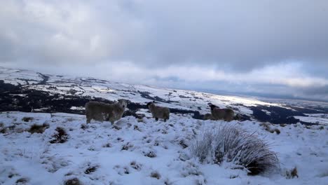 Gran-Foto-De-Unas-Pocas-Ovejas-Caminando-En-La-Nieve-En-La-Cima-De-Un-Pequeño-Pueblo-Inglés