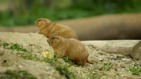 Two-prairie-dogs-eating,-slow-motion-medium-shot