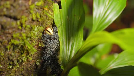Closeup of a venomous brown caterpillar moving slowly across moss-covered bark in Peru’s humid jungle.
