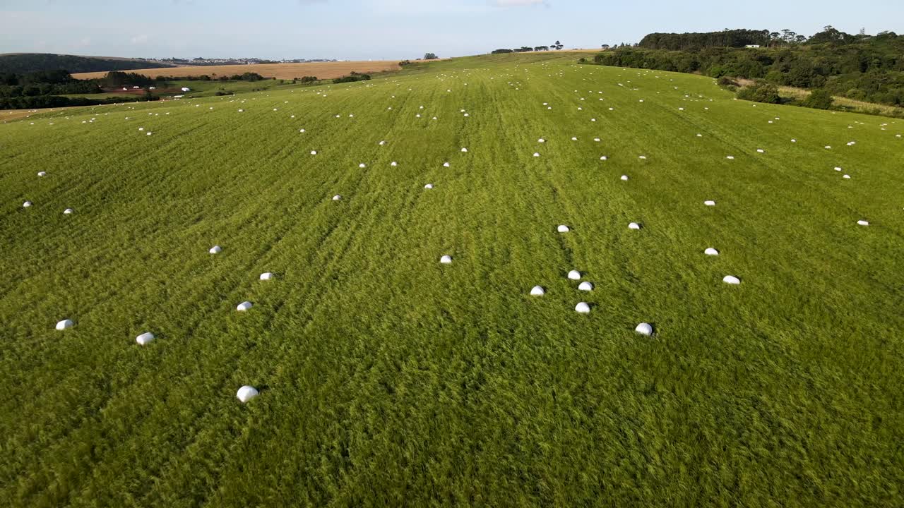 рулонные тюки на силосном поле, вид с воздуха