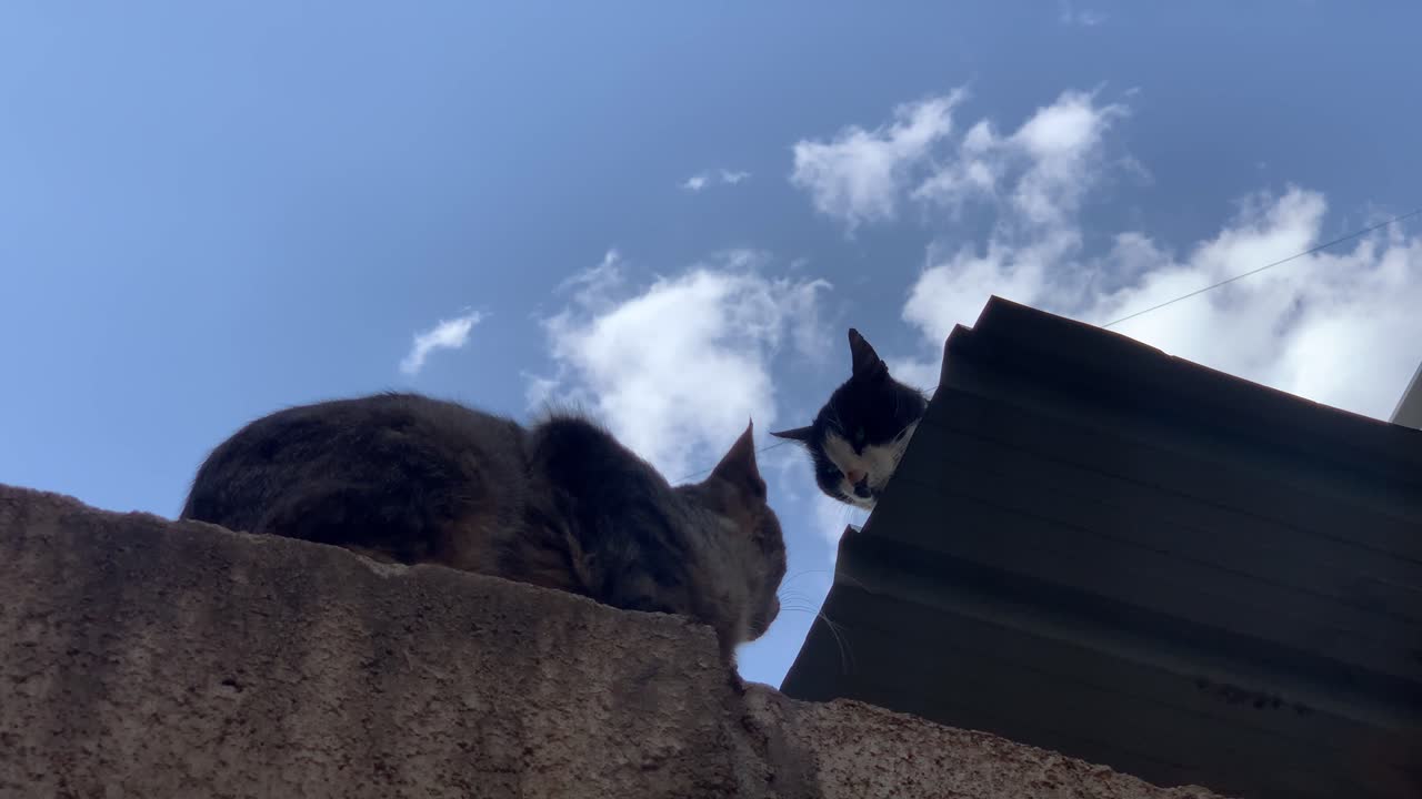 dos gatos discuten en el techo de zinc de una casa