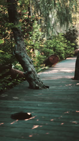 wooden pathway through a forest