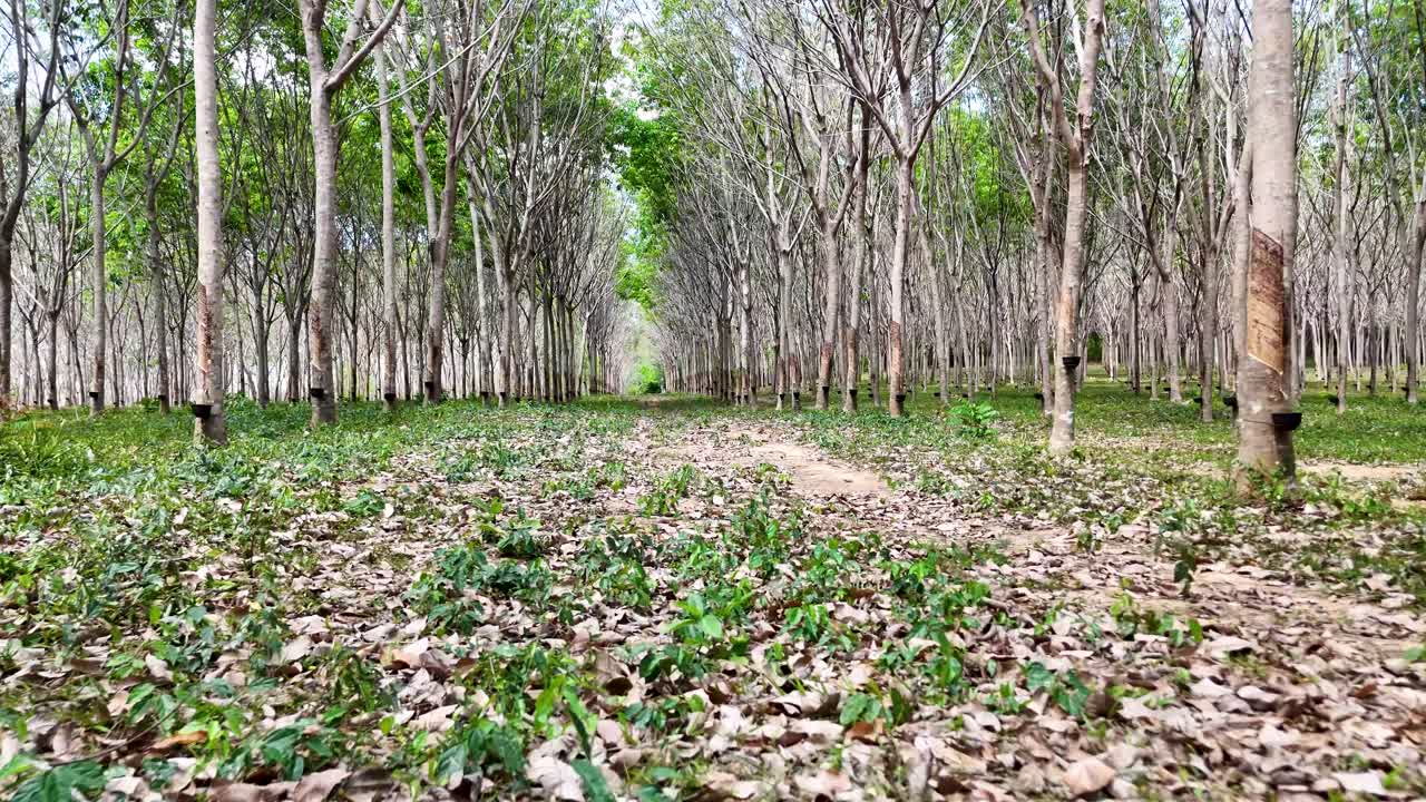 Aerial view of a serene rubber plantation in Phuket, Thailand, showcasing rows of trees and lush greenery in natural lighting