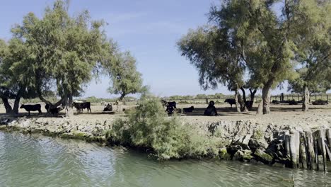 black oxen stand under a tree by a river in a nature reserve