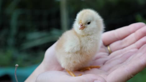 Toma-En-Cámara-Lenta-De-Lindo-Pollito-Amarillo-En-La-Mano-De-La-Mujer