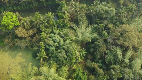 area view shot of jungle or forest