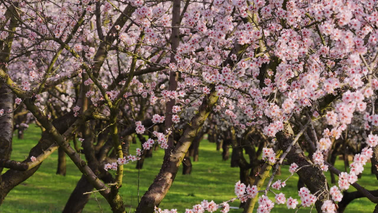Ripresa aerea con drone di un fitto mandorleto durante la stagione della fioritura primaverile. I fiori rosa e bianchi sono avvolti nel bagliore soffuso e dorato del sole del tardo pomeriggio. Moldova