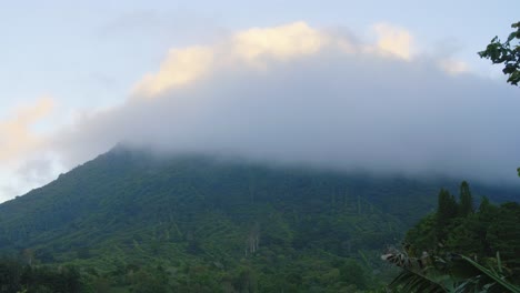 A-mist-covered-coffee-forest-mountain-in-Santa-Ana,-El-Salvador-during-a-windy-morning