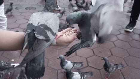 Slow-motion-of-city-pigeons-pecking-grain-from-the-human-palm