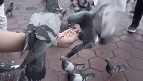 movimiento lento de las palomas de la ciudad picando el grano de la palma de la mano humana