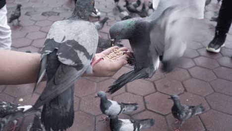 slow motion of city pigeons pecking grain from the human palm