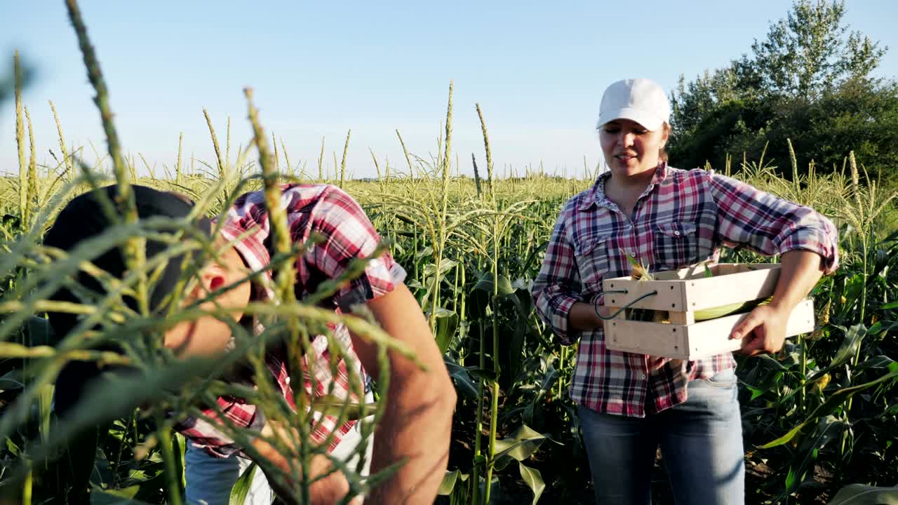 agricultores cosechando maíz en el campo de una granja ecológica orgánica