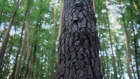 Persona-De-Pie-Mirando-La-Corteza-De-Un-árbol-Enorme-En-El-Bosque