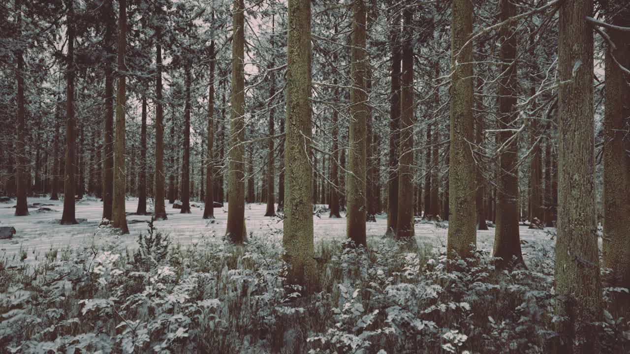 Winter wonderland unfolds beneath the tall pine trees in a serene forest
