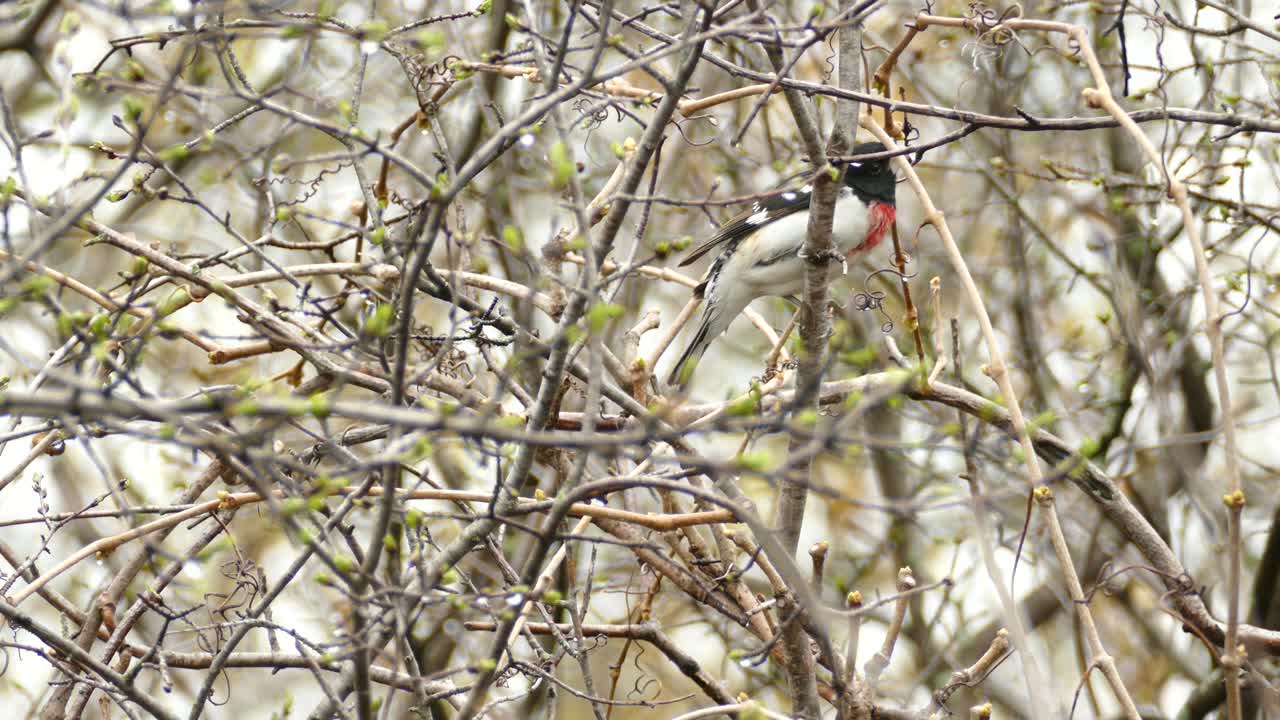 un picogrueso de pecho rosado, degollado, pájaro en toronto, canadá, plano medio