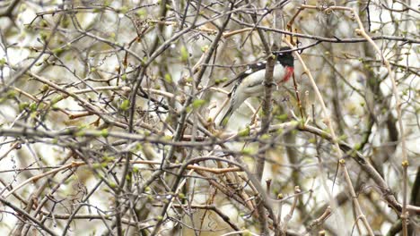 A-rose-breasted-Grosbeak,-cut-throat,-bird-in-Toronto,-Canada,-medium-shot