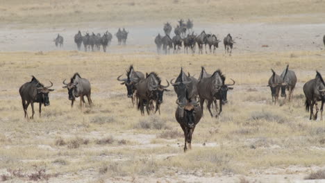 gruppe von gnus, die während ihrer wanderung in afrika im grasland spazieren gehen