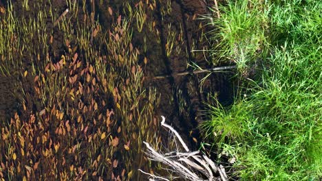 aerial view of a dense school of fish swimming in shallow clear water along a grassy shoreline