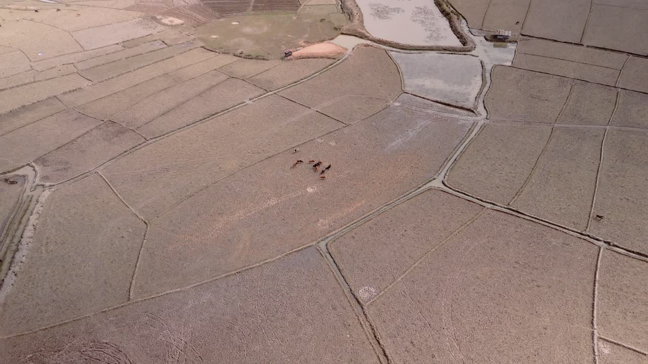 건조한 건조한 풍경에서 목축하는 가축