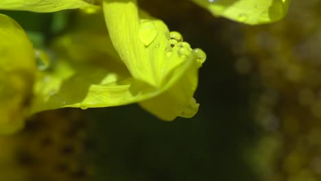 Regen-Im-Sommer-Mit-Sonne-Auf-Einer-Sonnenblume