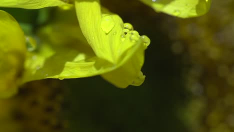 lluvia en verano con sol en un girasol