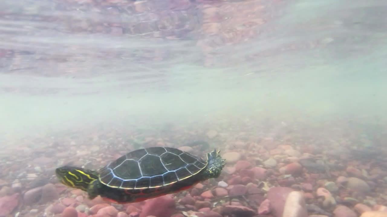 An underwater shot of a turtle swimming through the water