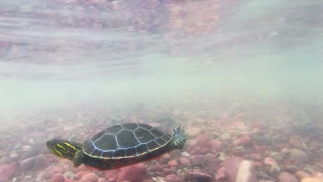 una toma submarina de una tortuga nadando en el agua