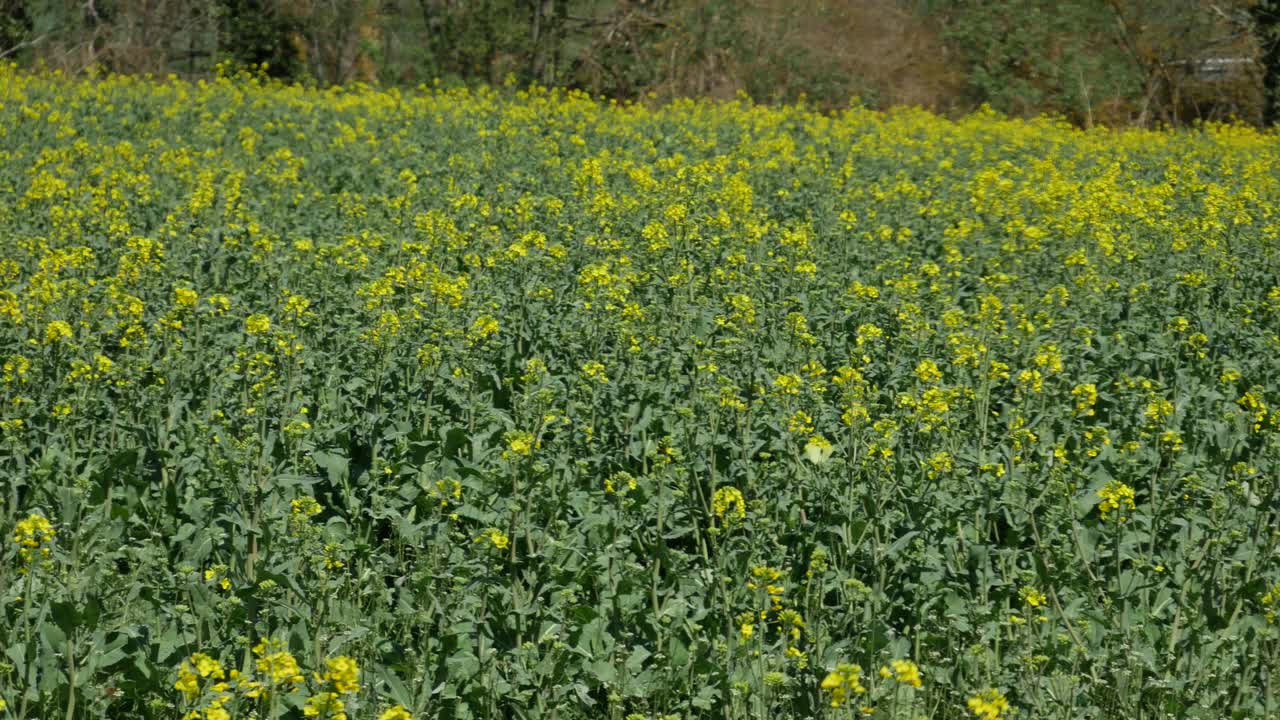 유채밭에 날아다니는 작은 흰나비