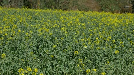 una pequeña mariposa blanca volando en un campo de canola