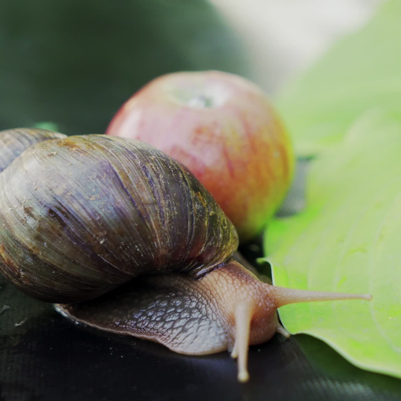 Snail crawling on green leafs. Hiding and letting out tentacles. Close up.