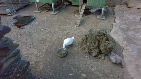 Geese-and-chickens-drink-water-in-the-backyard-from-a-saucepan