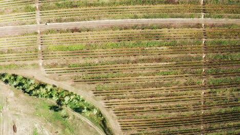 Luftaufnahmen:-Draufsicht-Auf-Einen-Wunderschönen-Weinberg