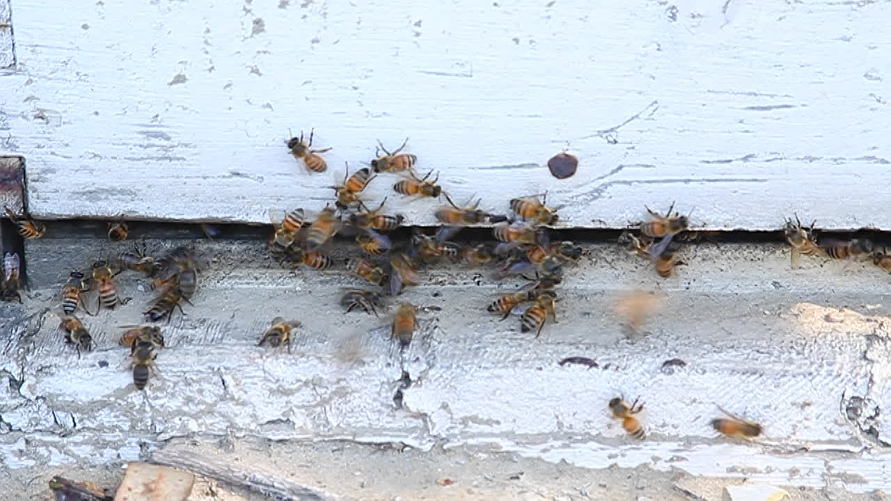 벌들이 나무 조각 주위를 에워싸고 있다