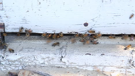 Las-Abejas-Pululan-Alrededor-De-Un-Trozo-De-Madera